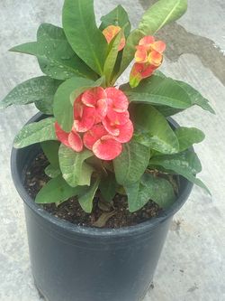 🌸planta Corona de Cristo