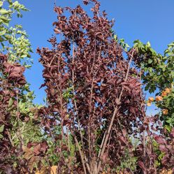 $175 Each Trees Pictured 