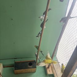 De Barios $30 Uno o 2 Por 50