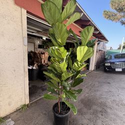 7Ft Fiddle Fig (Indoor Plant )