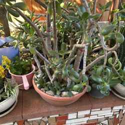 On Sale Nice And Beautiful Bonsai Succulent 