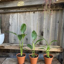 Indoor Peace lily Plant