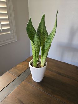 Livr snake plant 4 inch pot