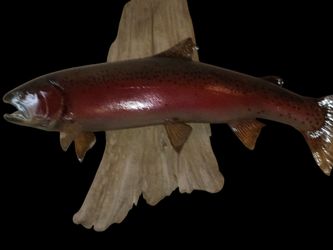 Taxidermy King Salmon