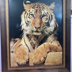 Framed Tiger Picture 24 1/2” X 20 1/2” X 