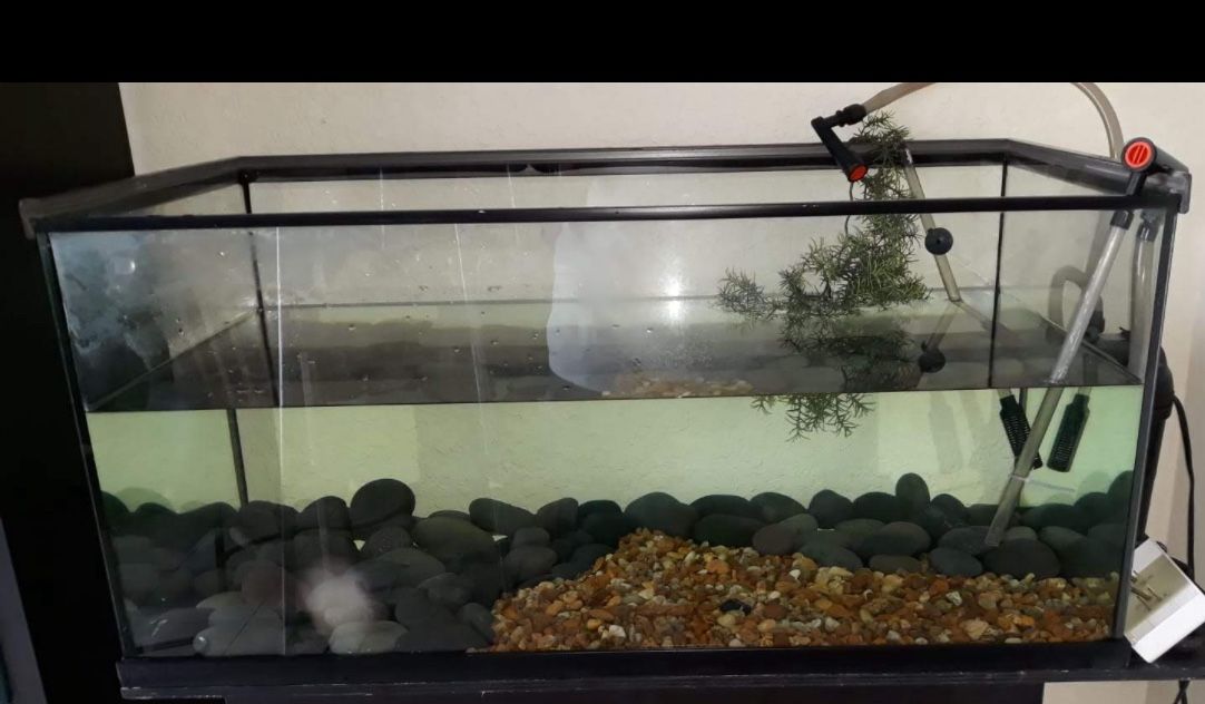 Turtle Tank 