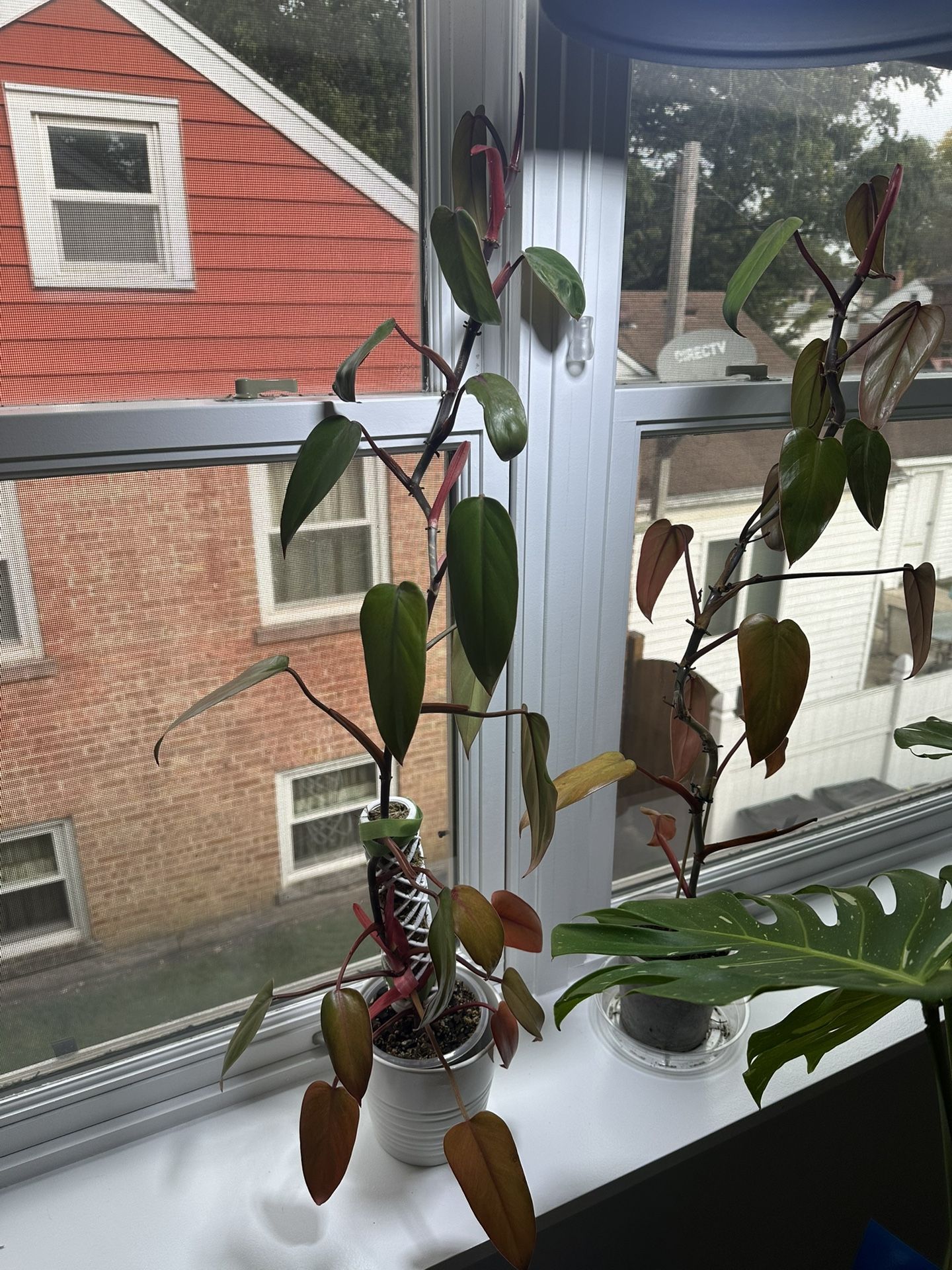 Rare Lincoln Park Zoo Philodendron Plants