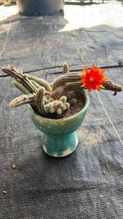 Orange flower plant