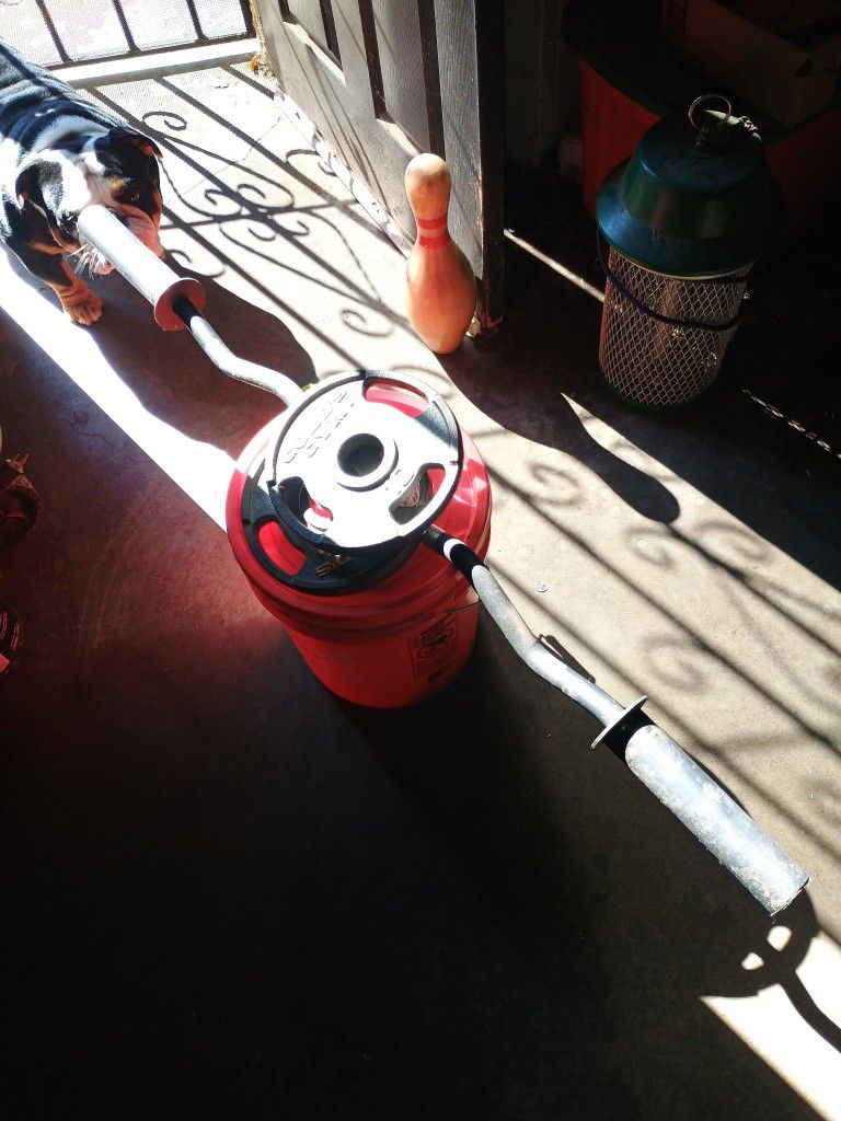 Curl Bar & 2 10lb Golds Gym Weights