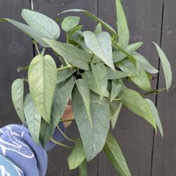 Pothos Cebu Blue Plant 4" Pot - Indoor House Plants 