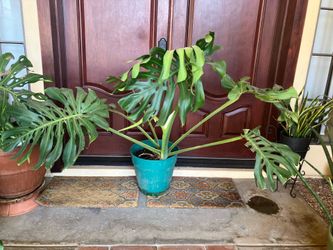 Large Monstera