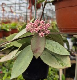 Hoya Silver Dollar