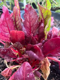 Beets