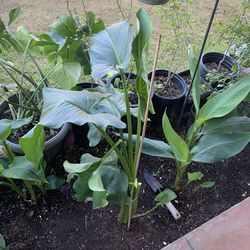 Part Four Of The amazing Plant nursery