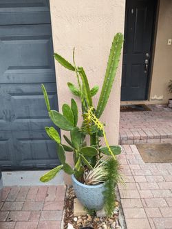 Triangle Cactus Cuttings