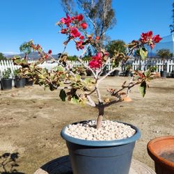 $95 Bonsai Bougainvillea 🌿 