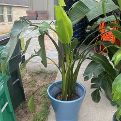 3 Plants 