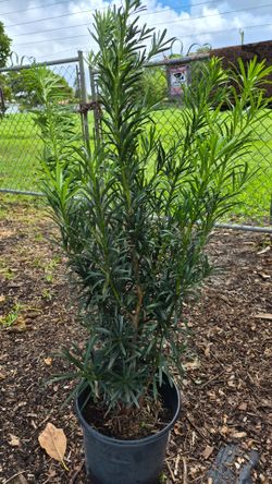 Beautiful Podocarpus Plants