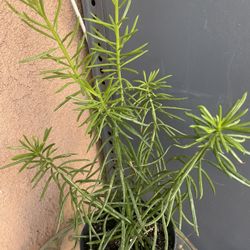 HERMOSAS PLANTAS NATURALES “SENECIO PLANT 