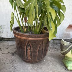 Pot $30