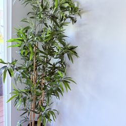 Bamboo Plant For Sale