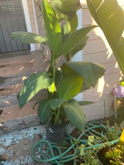 Orange canna Lily Plant
