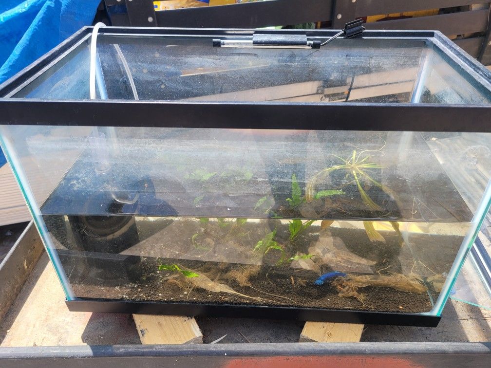 Fish Tank With Oxygen Pump And Light Set Up