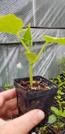 cucumber plant
