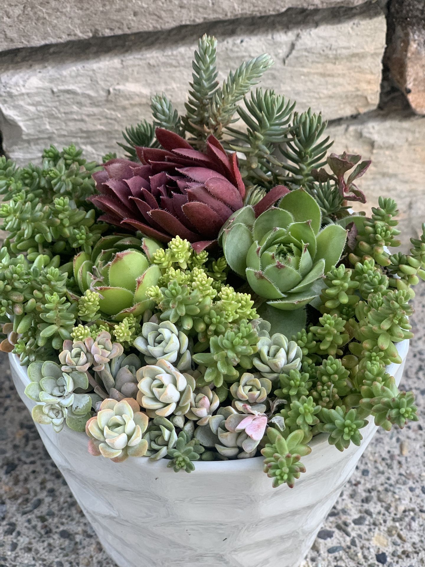 Live outdoor succulent arrangement in white ceramic pot