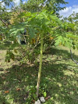 Papaya Trees