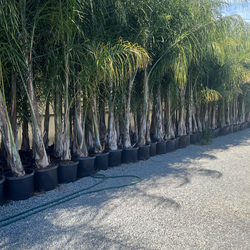 Queen palms trees 20g