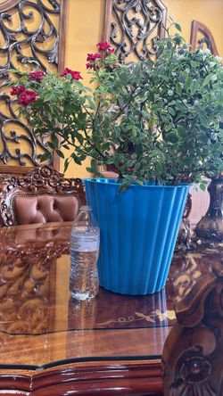 Mini Rosal