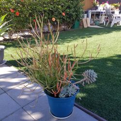 TWO DESERT PLANTS  in One