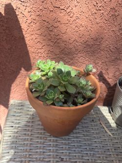 Succulent with clay pot