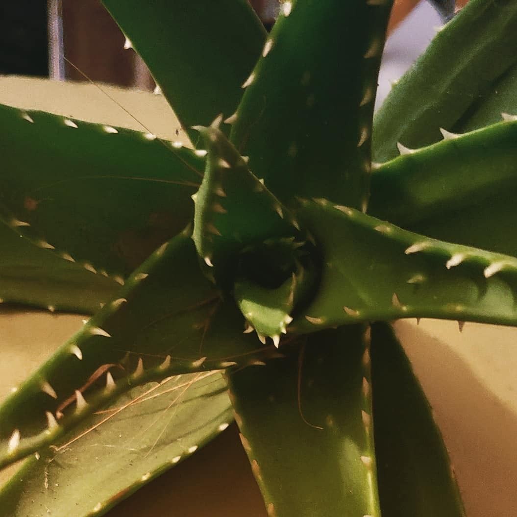 Aloe Vera Plants