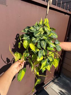 6” brazilian philodendron