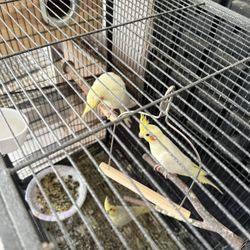 Cockatiel Cage 