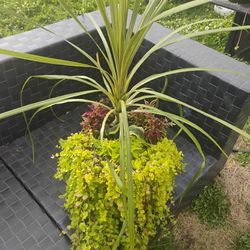 Indoor/Outdoor Plant