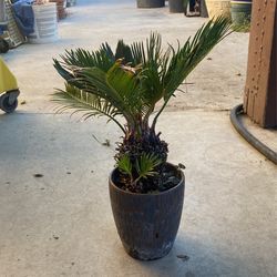 Old Sago Palm Potted Plant Home Decor Feng Shui