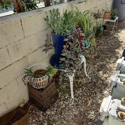 Big Plant Yard Sale !!!!! ☘️ 🌴 🌹