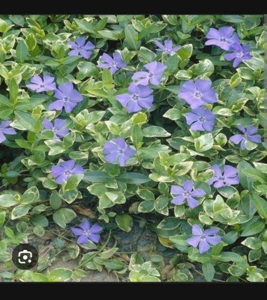 Vinca Groundcover Cascading Vine Bare Root