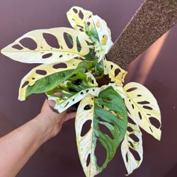 6” variegated adansonii tricolor w/2 stems 