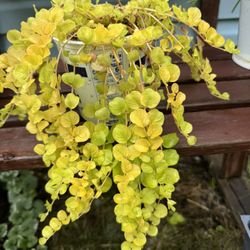 creeping Jenny Perennial Plants