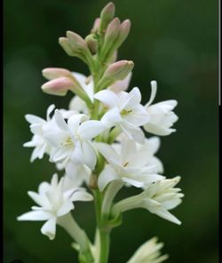 Tuberose (Polianthes tuberosa) Plant