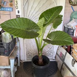 Elephant Ear Plant Flower 