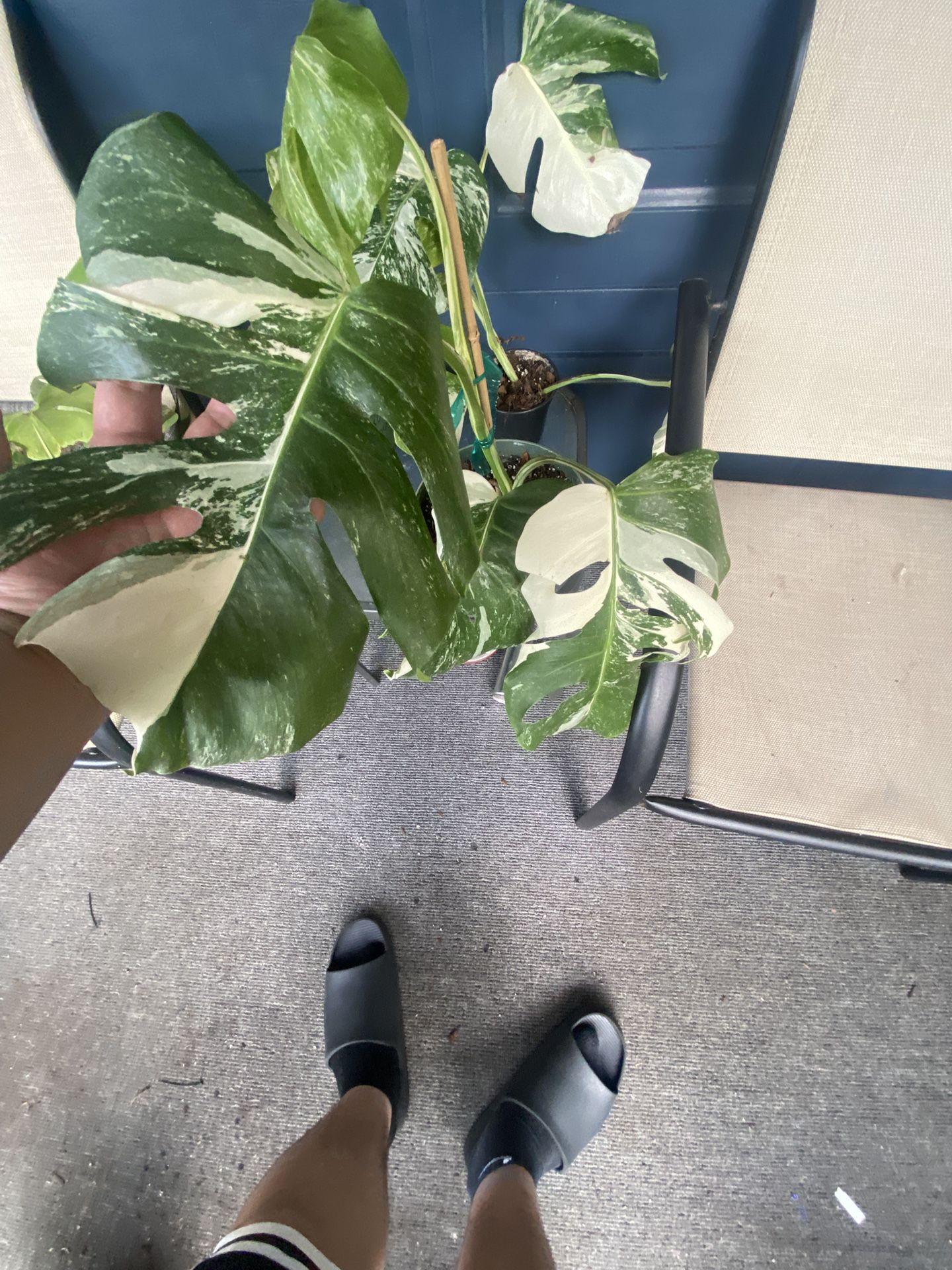 Monstera Albo White Tiger