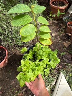 Over 1 foot tall healthy cherimoya/atemoya Fruit Tree plus mints plants