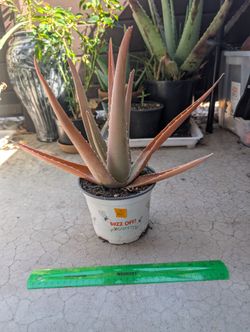 Aloe Plant 7