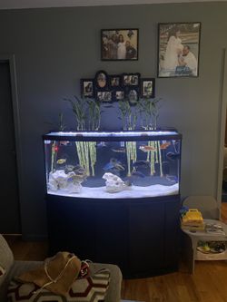 72gallon Bowfront Fish Tank With Wood Stand