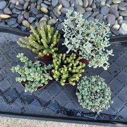 Mixed Succulent Plants